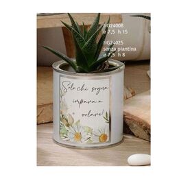 NG24008-Fleur-vasetto-con-piantina-margherita-frase-solo-negò-bombonieraperfetta-emmanueleregali