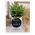 LAV-09-Garden-lavagna+vaso-da-11cm-negò-bombonieraperfetta-emmanueleregali